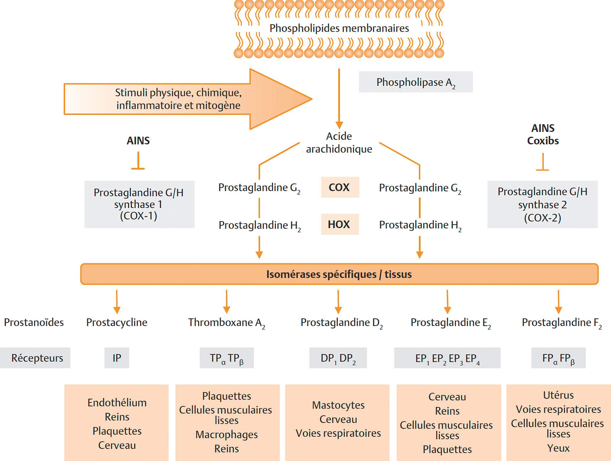 Prescription et surveillance des classes de médicaments les plus ...